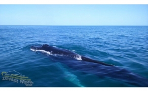 Avistada baleia de 10 metros em Armação de Pêra