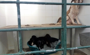 Câmara Municipal de Loulé aceita propostas PAN para contratar médico veterinário e investir em novo canil