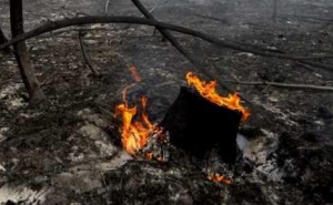 Florestais algarvios podem candidatar-se aos apoios aos incêndios até 15 de Abril