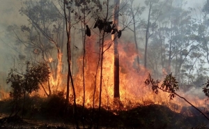 Incêndios: Chamas lavram zona de mato no Ameixial, em Loulé