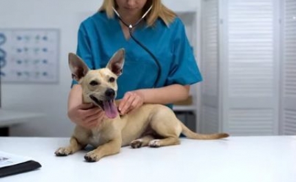 Autarquias investiram 2,3 milhões de euros em apoio veterinário de cariz social