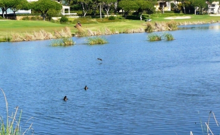 LIMPEZA DE PRAIAS NA QUINTA DO LAGO NO DIA INTERNACIONAL DA BIODIVERSIDADE