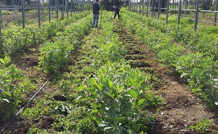 Banco Alimentar do Algarve satisfeito com horta social que inclui reclusos