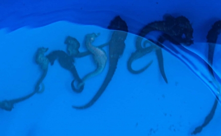 Libertados cavalos-marinhos na Ria Formosa para travar queda de população