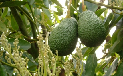 Ministro do Ambiente defende mais controlo no licenciamento de explorações intensivas