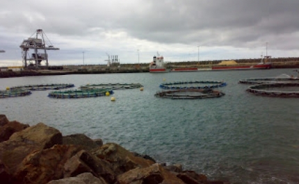 Marrocos e Algarve estudam parcerias para a produção de pescado em aquacultura