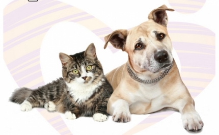 Banco Solidário Animal volta amanhã às lojas 