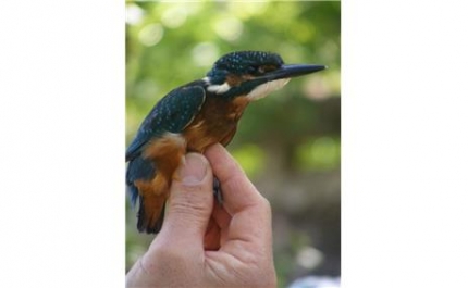 Dia Internacional da Bio diversidade