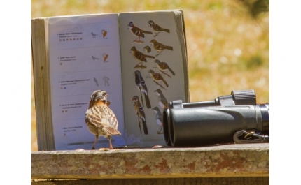 Dia Mundial das Aves Migratórias