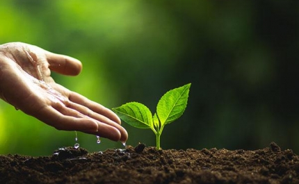 Zoomarine, Câmara de Faro e UAlg em parceria para plantar 3.500 árvores com a ajuda de voluntários