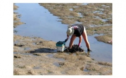 Continua a interdição na apanha de moluscos bivalves 