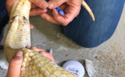 Zoo de Lagos recebe Piton Albina capturada em Querença