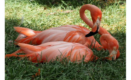 JARDIM ZOOLÓGICO COMPLETA 136º ANIVERSÁRIO