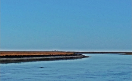 Golfinho Roaz entrou na Ria em Santa Luzia
