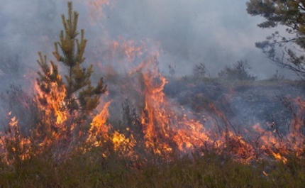 Incêndios/Algarve: Impacto no edificado não é muito importante apesar de área ardida «muito grande»
