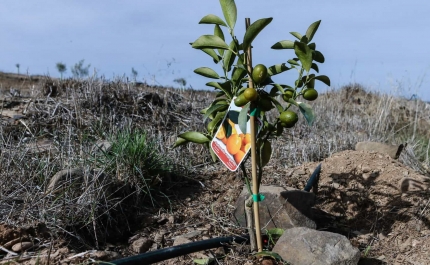 Seca: Agricultura algarvia pode enfrentar situação «complicada» no verão