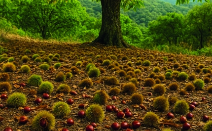 «Raízes e Rituais» regressa para explorar a história do castanheiro e os sabores da castanha 