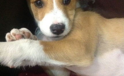 Apareceu a «Lua» a cadelinha desaparecida em Loulé 