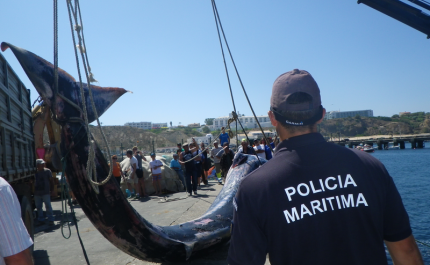 Baleia morta dá à costa em Sagres