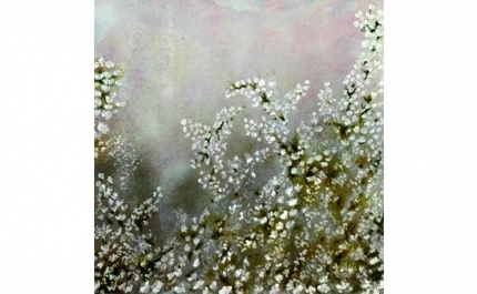 Exposição VEGETAL DEVANEIO