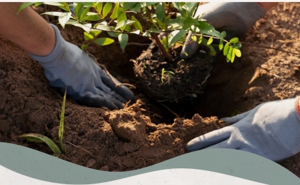 Ação de Restauro Ambiental - Plantação com Espécies Autóctones 