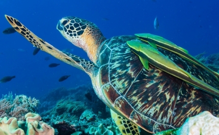 UAlg abre mestrado pioneiro em Biodiversidade, Pescas e Conservação Marinha