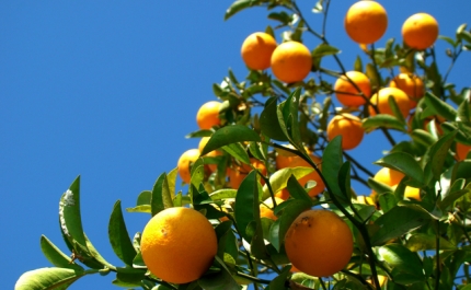 Citrinos algarvios valorizam durante pandemia em 2020