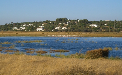 Grupo de cidadãos vai remover chorão da Lagoa dos Salgados