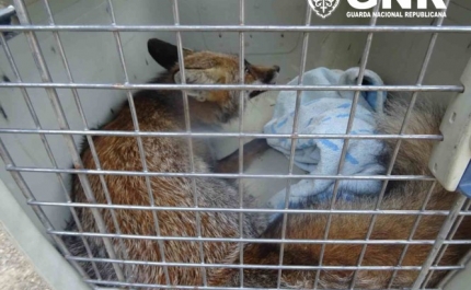 Resgatada raposa ferida em ribeiro em Santa Bárbara de Nexe