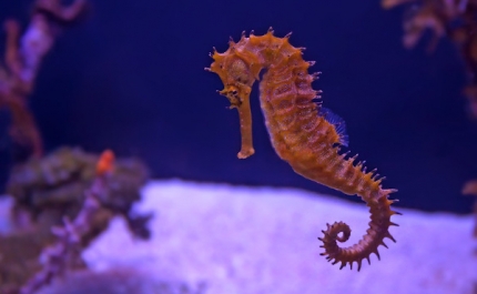 Rotary International Club de Almancil sensibiliza alunos para proteção da biodiversidade na Ria Formosa