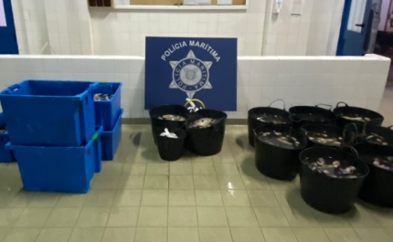 Polícia Marítima apreende 500kg de polvo no porto de pesca de Santa Luzia em Tavira