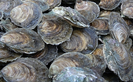 Produtores de ostras exigem saber destino a dar a cascas depois da mortandade no Algarve