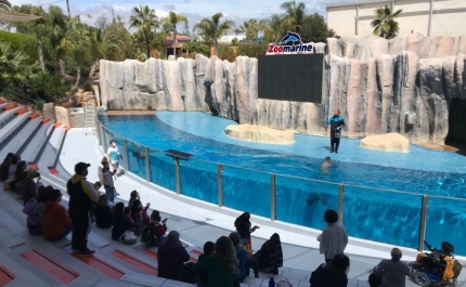 Centro de Desenvolvimento Pediátrico do CHUA promove terapias complementares com visitas a Zoomarine e sala Snoezelen