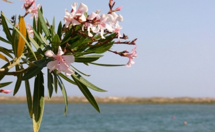 «Viva a Primavera!»: Novo programa cultural de Tavira