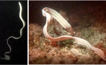 «Enguia fantasma» avistada pela primeira vez no Atlântico está em Portugal