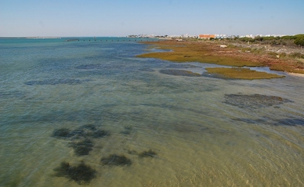 Ria Formosa regista nível de oxigénio perigoso para peixes