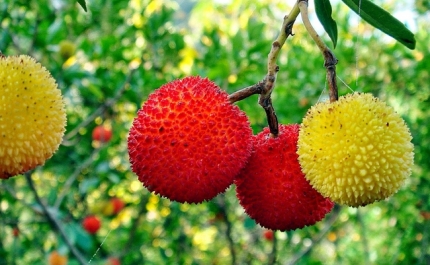 A APANHA DO MEDRONHO NA SERRA DO CALDEIRÃO É PROPOSTA DO LOULÉ CRIATIVO