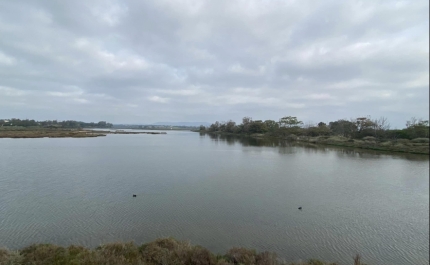 Semana da Ria Formosa promove sensibilização ambiental em cinco concelhos