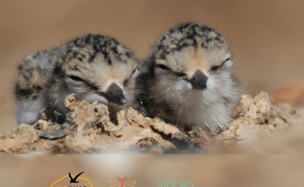 Salinas de Olhão e Faro vão ter micro-ilhas para as aves fazerem ninho
