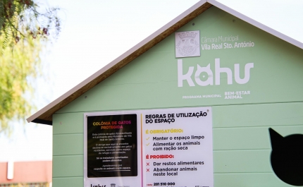 Município de VRSA avança com programa de bem-estar animal  para proteger colónias de gatos 