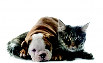Município de Monchique lança campanha de apoio à esterilização de animais de companhia.
