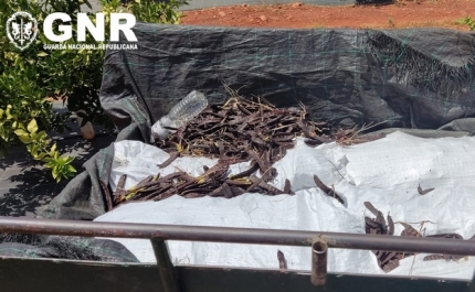 Silves – Dois detidos em flagrante e três identificados por furto de alfarroba