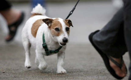 Projetos do PAN e Chega sobre bem-estar animal aprovados na generalidade