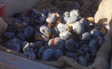 Magusto em Lagoa e Praia do Carvoeiro
