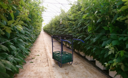 Produção Agrícola de Frutos Vermelhos no Algarve preparada para COVID-19