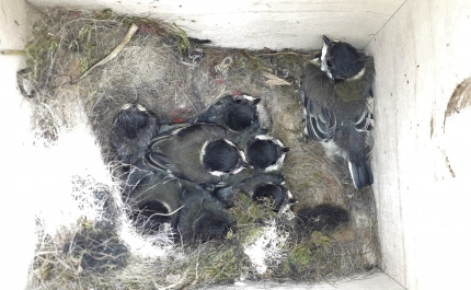 Época de monitorização já começou no Alojamento Local para Aves 