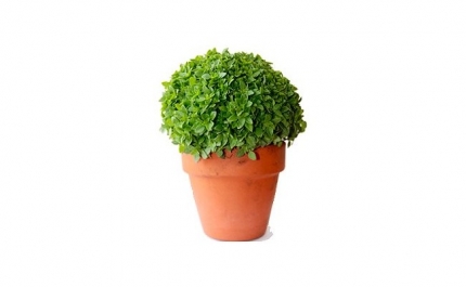 Baile de São João na Tôr