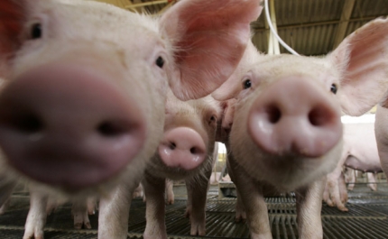 Ministro garante que lei sobre a rotulagem da carne de porco estará pronta em breve