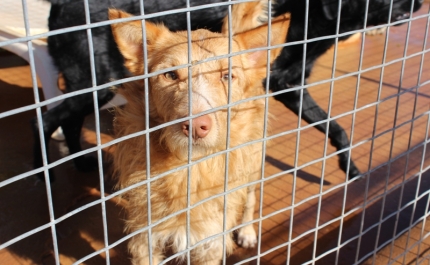 Canis intermunicipais são positivos, mas acompanhados de outras políticas