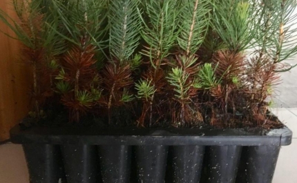 CTT E QUERCUS PLANTAM 8000 ÁRVORES DOADAS ATRAVÉS DA INICIATIVA “UMA ÁRVORE PELA FLORESTA” E LANÇAM PASSATEMPO